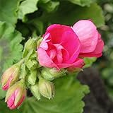 ゼラニウム[栄養系]：pacクオリティ　ショッキングピンク11cmポット 2株セット