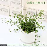 (観葉)ワイヤープランツ 3号(お買い得3ポットセット) 本州・四国限定[生体]