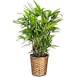 観音竹 カンノンチク 鉢カバー付 観葉植物 本物 中型 大型 インテリア