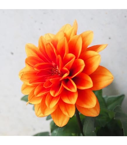 Amazon.co.jp: カフェオレディナープレート ダリア球根、植物、根、花