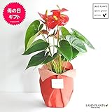 LAND PLANTS 【観葉植物】 アンスリューム真赤な花付き観葉植物