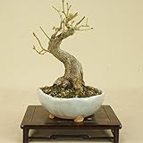 いよじ園 山モミジ（小品盆栽） 【雑木盆栽 紅葉】