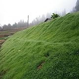【種 2kg】 畦畔グリーン ベントグラス 芝生 種子 芝 寒高冷地用 [播種期：8～9月] 雪印種苗 米S代不
