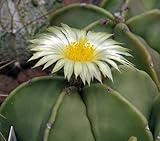 Astrophytum niveum v. nudum - cactus - 10 seeds