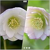 大和園さんのクリスマスローズ：1610：ダブルピコティー×ダブルグラデーション3.5号ポット