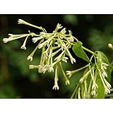 ヤコウボク（夜香木）4号ポット[夜に甘い香りを漂わせるナイトジャスミン] ノーブランド品