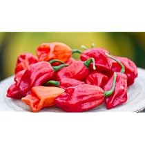 Amazon.co.jp: トウガラシ種子 シェイロ pimenta de cheiro（ピメンタ