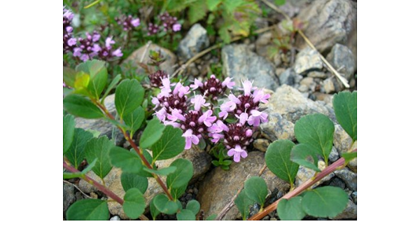 Amazon 6か月枯れ保証 山野草 イブキジャコウソウ 9 0cmポット 花