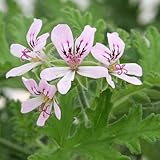 (観葉) ハーブ カレンソウ(蚊連草) 5号(お買い得3鉢セット)(説明書付き) 虫除け植物 本州・四国限定[生体]