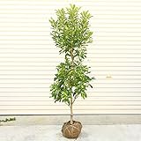 ちょうどよい大きさの山桃です！庭木：山桃（やまもも）瑞光　常緑樹　シンボルツリー　樹高：約160ｃｍ　全高：約170ｃｍ