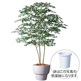 エフプランター 人工観葉植物-ヤマモミジ株立 GREEN-200-10号鉢-懸崖鉢