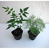 人気の虫よけハーブ2品種セット：ニーム・カよらず[春から夏の必需品！大人気のセット] ノーブランド品