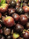 スターアップル Thai Star Apple Chrysophyllum cainito 100 Seeds ThailandMrk