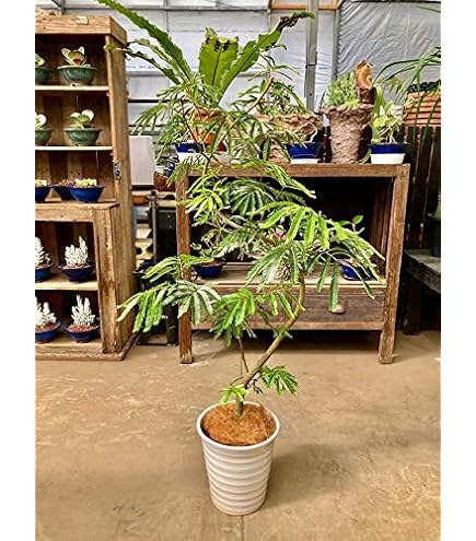 Amazon｜エバーフレッシュ 曲がり樹形 8号｜観葉植物 オンライン通販