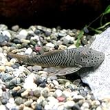 熱帯魚 ブロンズプレコ