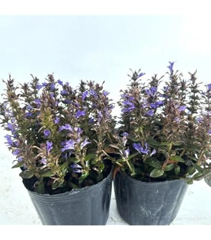 アジュガ苗　確認用 苗からのアジュガ｜そだレポ（栽培レポート）byはこね｜みんなの趣味の園芸