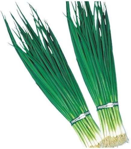 Amazon.co.jp: 種 野菜たね ネギ 九条細葱 1袋（8ml） / 国華園 25年秋