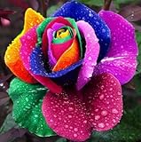100 seeds/pack Four Seasons sowing the seeds of perennial flowers, rainbow rose easy to plant