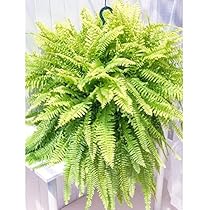 第4種発送/ポットごと発送/ネフロレピス＊ボストンファーン 第4種発送