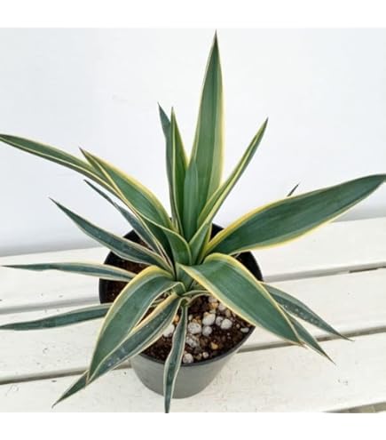 【レア度：★★★★★】ユッカ　アロイフォリア　メディオピクタ　黄中斑 Amazon｜幹立ちユッカ アロイフォリア メディオピクタ 中斑