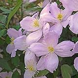 クレマチス：エリザベス4.5号ポット[2年生苗]（モンタナ系）k ノーブランド品