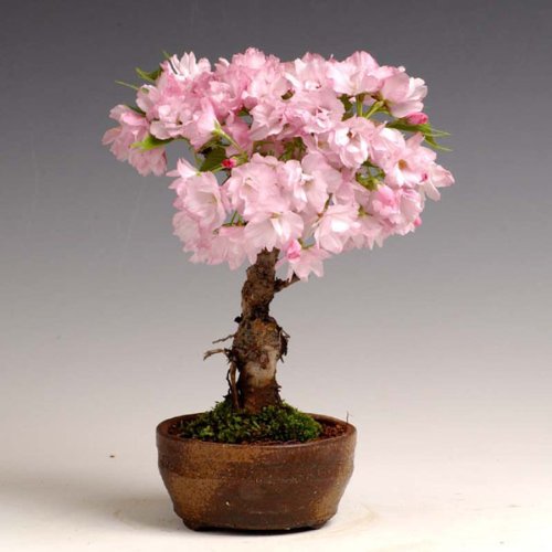 パソコンユーザのつぶやき Pclinuxos Bonsai を Enlightenment デスクトップにする