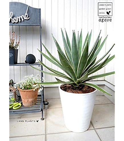 Amazon.co.jp: アガベ・アメリカーナ 8号 ブルー : DIY・工具・ガーデン