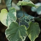 マルバノキ（丸葉の木）：恵那錦3号ポット ノーブランド品