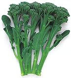 茎ブロッコリー 苗 グリーンボイス 5ポットセット ブロッコリー