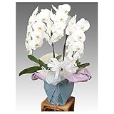 翌日配達お花屋さん お供え・法事・葬式 ビジネス・お供え用コチョーラン鉢植え（胡蝶蘭3?5本立・カード付き）花の配達便!・お葬式・法事・お彼岸に！【届日指定可能】