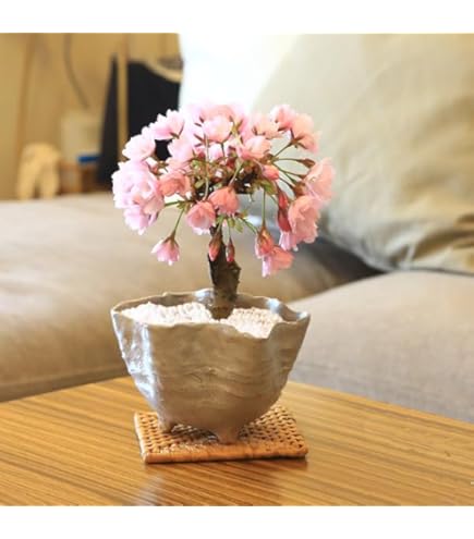 Amazon｜オージープランツ 観葉植物 鉢花：リューコスペルマム