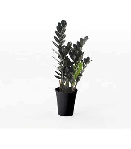 Amazon｜ザミーフォリア 7号 ザミオクルカス 観葉植物｜観葉植物