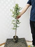 梅 南高梅 樹高0.9m程度 2年生苗