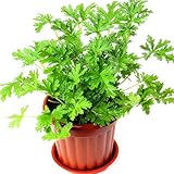 ハーブ 種 - Delaman 蚊連草、観葉植物 インテリア、100粒