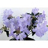 ブルーツツジ：さざなみ3.5～4.5号ポット[薄青紫色の花のつつじ！] ノーブランド品