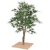ミニもみじ 60cm
