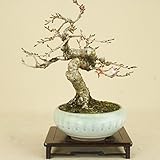 いよじ園 十月桜 小品盆栽 【雑木盆栽 花物盆栽】