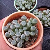 多肉植物:フエネストラリア ベビートウ*