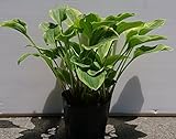ギボウシ　ゴールデンティアラ　10.5ｃｍポット　ホスタ　hosta