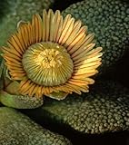 Aloinopsis setifera - synonym: Titanopsis setifera - 15 seeds