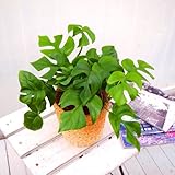 【日比谷花壇】観葉植物「ヒメモンステラ・バスケット」