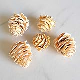 カラマツSミルキーイエロー　5個入り【実】【ドライ】【木の実】