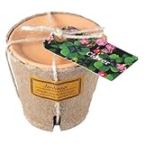 Euvo Design Jardinage クローバー(オキザリス) JG90054