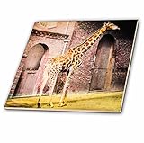 3drose Scenes from the Pastマジックランタン – ヴィンテージ色付き手マジックランタンスライドキリンの動物園1900 – タイル 8-Inch-Ceramic ct_2460
