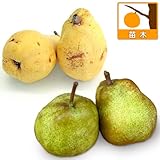 西洋梨2種セット：ラ・フランスとル・レクチェ[受粉セット][苗木] ノーブランド品