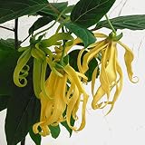 イランイラン：4.5号鉢植え[すばらしい香りの花・香水の木] ノーブランド品