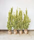 [送料無料] 自信の自家生産 フイリマサキ 120-150cm 4本セット 生垣 目隠し にオススメ ！ 植木 苗木 庭木