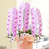 ＜ お祝い花 フラワーフラワーギフト プレゼント 贈り物におすすめ＞ 最高級胡蝶蘭3本立（ピンク） 3万コース