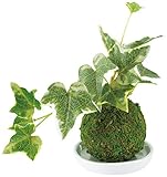 Kishima キシマ 和盆栽 苔玉 消臭 アーティフィシャルグリーン セイヨウヅタ KH-61058 KH-61058