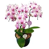 ミニ胡蝶蘭 ギフト 6号鉢 3本立 ライトピンク 送料無料 お花 プレゼント お祝い 生花 鉢植え 開店祝い 父の日 敬老の日 おじいちゃん おばあちゃん 贈り物